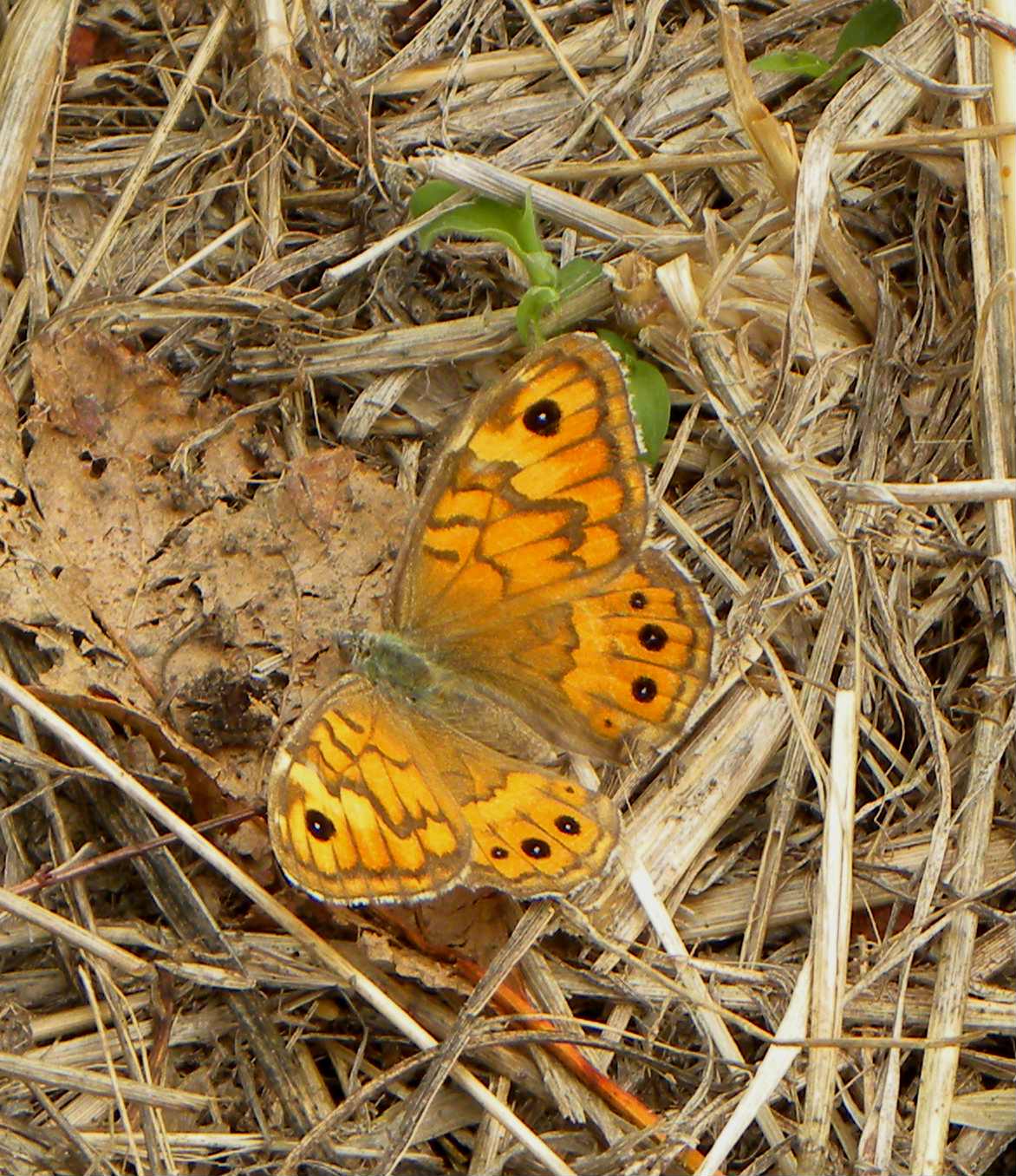 farfalla da identificare